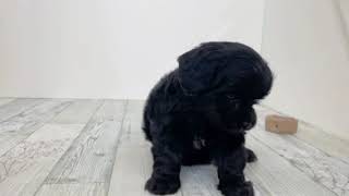 ハーフ犬の動画01