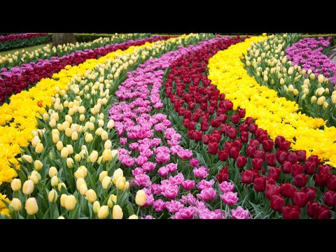 , title : '🌷🌹DER KEUKENHOF IN HOLLAND💐🌷 - Der wohl schönste und bunteste Frühlings-Blumen-Park der Welt! TEIL 1'