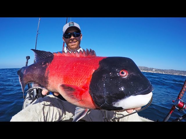 Kayak Fishing for California Sheephead | #FieldTrips Ep 3