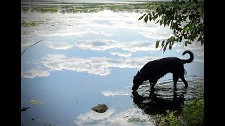 In memory of Buddy (final goodbyes at the end)