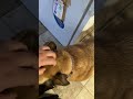 My gentle giant - AnimalLover My gentle giant