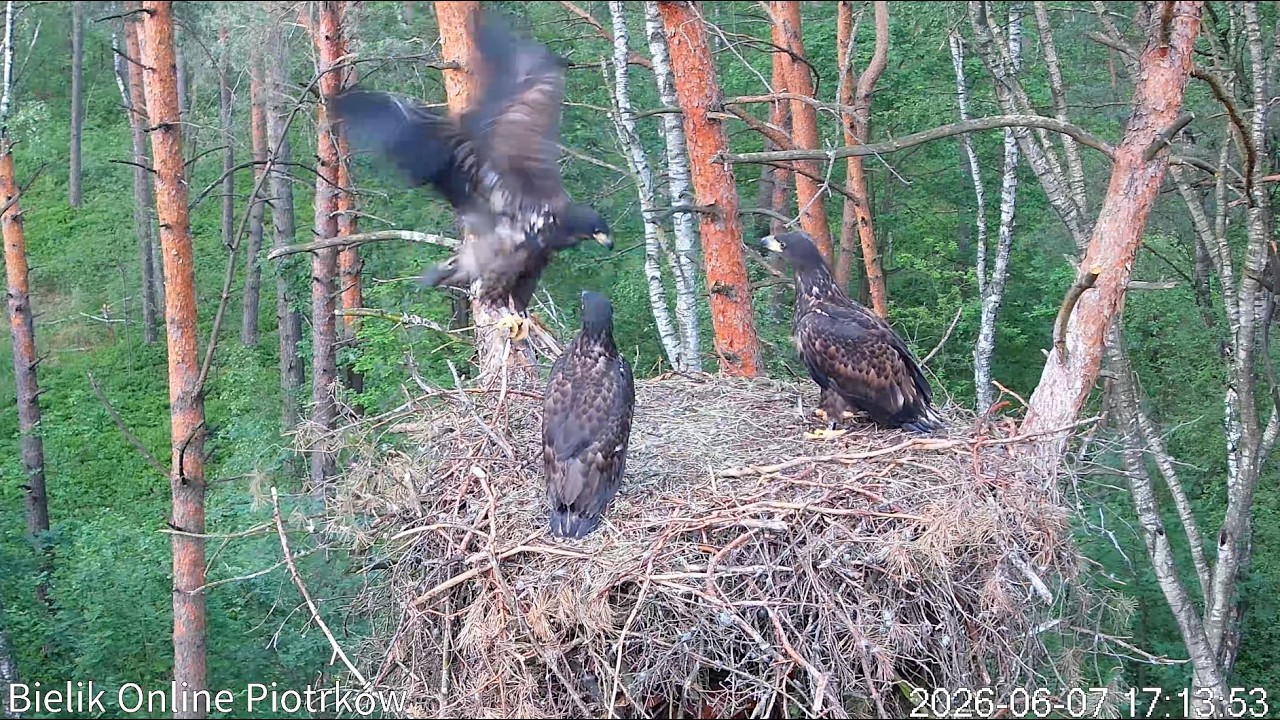 Live webcam view of Nido de Pigargo Europeo, Piotrków