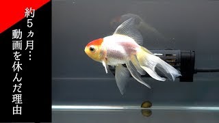再チャレンジしてみようかな...