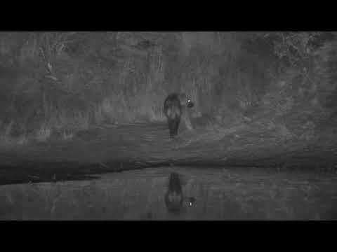 Djuma: Lone Hyena across the dam gets a drink - 20:42 - 06/29/2023
