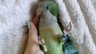 First Aid in Case of Parrot Injuries