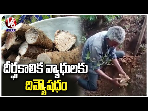 Yelleru Gadda Benefits : Amazing Health Benefits Tapioca Cassava | Healthy Food Eating | V6 Life