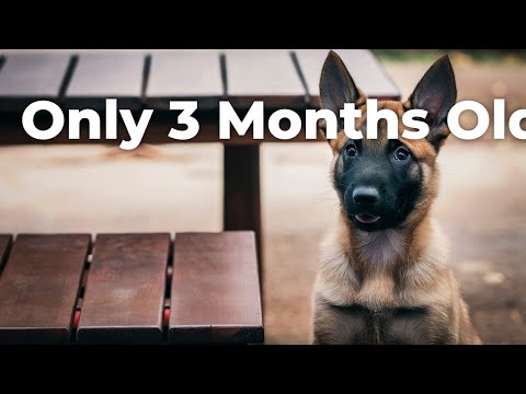 The Ultimate Guide to Raising a Belgian Malinois Puppy