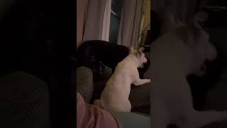 Video preview image #1 American Pit Bull Terrier-Unknown Mix Puppy For Sale in Germantown, OH, USA