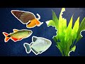 Fish To Avoid In Planted Aquarium