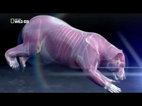 Animal Fight Club￼: Grizzly bears fighting over fish!￼