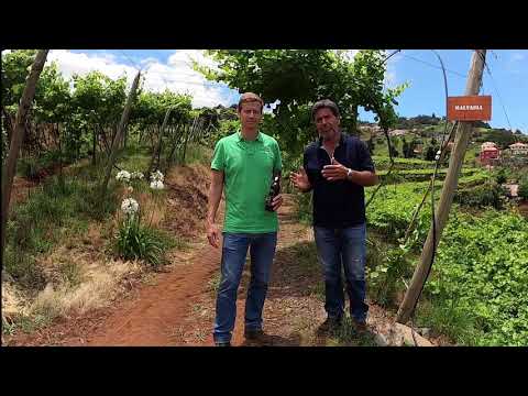 Blandy's Madeira Wine Malmsey 20 years old Fortified Wine