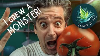 Plant It All - Tomatoes - What's going on.