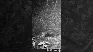 Gambá Ou Raposa? #shorts #shortvideo #short #explore #viralvideo #youtubeshorts #comedy #memes #cat