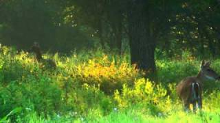 Chris Clark - Pleen 1930s