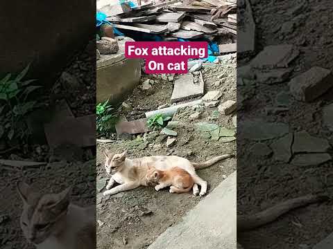 Fox attacking on cat.
