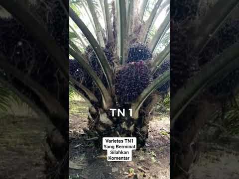 Varietas TN1 dari Bakti Tani Nusantara