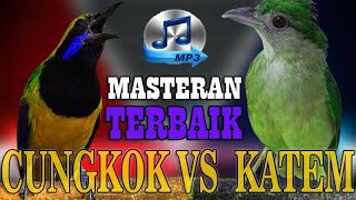 Download lagu CUCAK CUNGKOK VS KAPAS TEMBAK #cucakcungkok #katem mp3