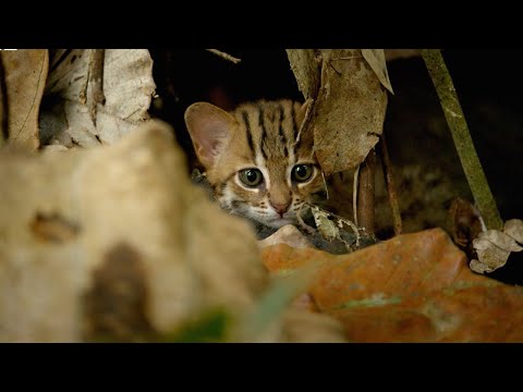 Smallest Cat in The World: The Rusty Spotted Cat | Big Cats | BBC Earth