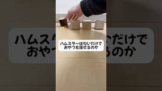 ハムスターの嗅覚は人間の1000倍らしい⁉︎ #ハムスター #ハムスターのいる生活
