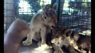 preview picture of video 'Tigon Cubs'