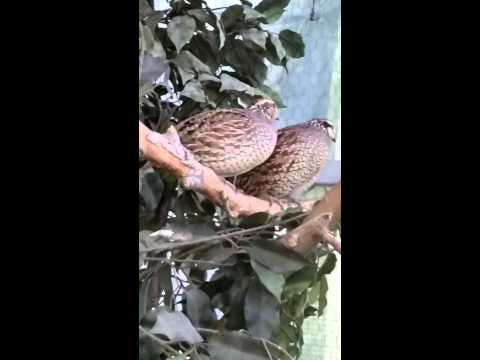 Bobwhite Quail call