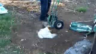 running around like a chicken with its head cut off