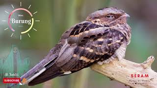 Download lagu suara burung tukang | nightjar bird sound effect | seram | scary | ringtone | mp3 mp3