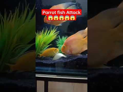Parrot fish Attack Yellow cichlid fish!!!😰😰😰kill?#viralvideo #parrot #fishcare