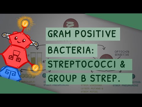 Gram Positive Bacteria: Streptococci and Group B Streptococcus (Streptococcus Agalactiae)