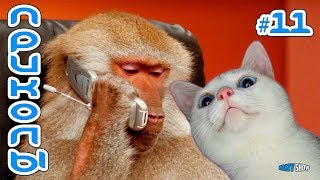 Приколы с Котами и Кошками 2019 | Смешные Коты и Кошки 2019 | Приколы с Животными #11