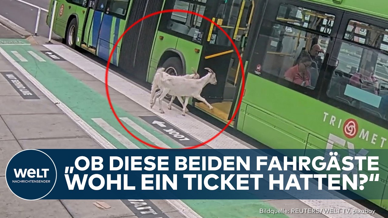USA: Schreck in Portland! Außergewöhnliche Passagiere kapern Bus!