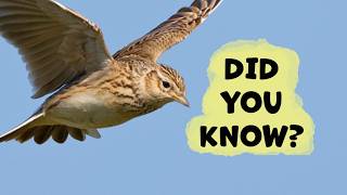 Most People Don't Know These Skylark Facts!