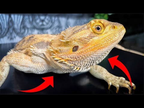 2nd YouTube video about how far can bearded dragons see