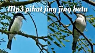 Download lagu Mp3 pikat jingjing batu mp3