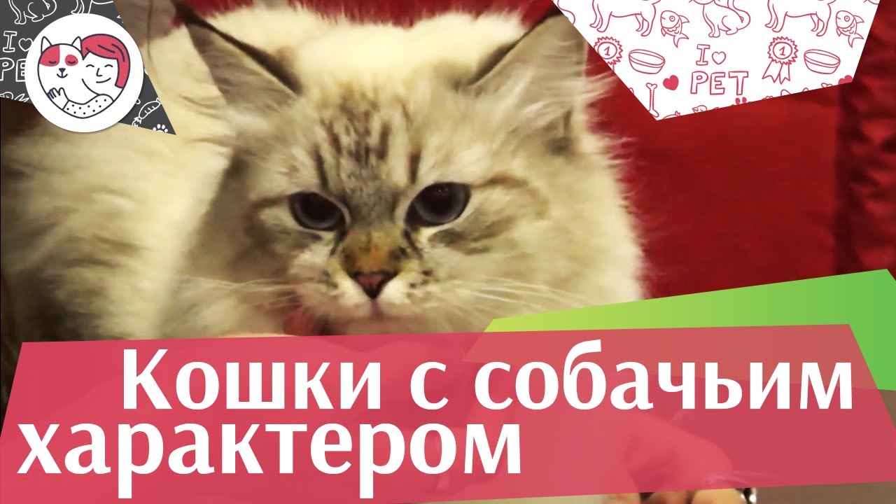 5 пород кошек с собачьим характером на ilikepet