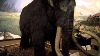 preview picture of video 'Tour of the La Brea Tar Pits & Page Museum in Los Angeles, CA'