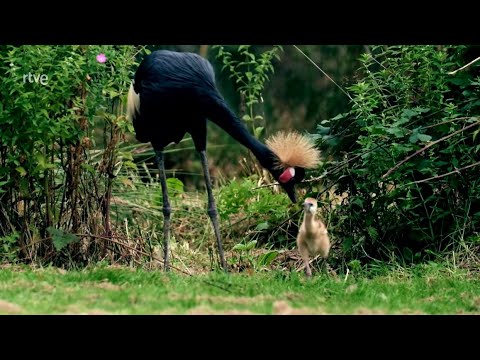 Animales al natural: AVES | Documental de fauna salvaje HD | Naturaleza