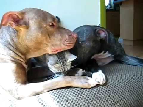 www.luviweb.it - Un gatto e due pitbull