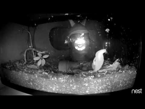 Snail Terrarium Overnight Timelapse (9/16/16)