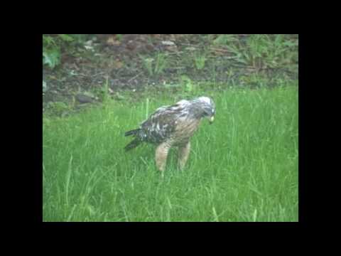 A Pair of Hawks in So. Maryland - Up close & personal