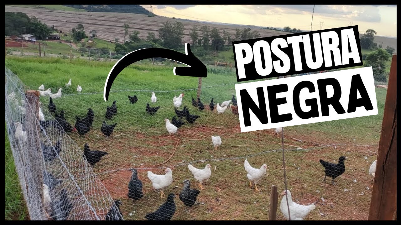 POSTURA NEGRA: galinha que produz ovos e tem bom peso final