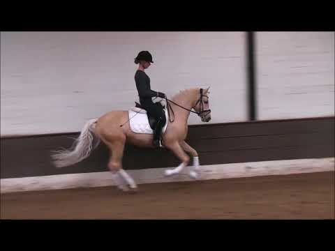 DEL SOL 5j DR v. Danny Gold - Dressman