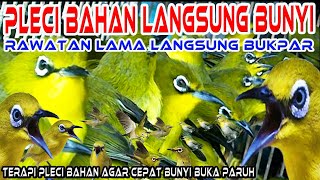 Download lagu Satu Jam Terapi Pleci Bahan/Omyokan Agar Cepat Buka Paruh, Cara Terapi Pleci Yang baik dan benar mp3