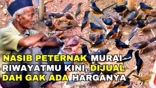 Download lagu NASIB PETERNAK MURAI RIWAYATMU KINI, AKIBAT PERSAINGAN HARGA SAMA PEDAGANG mp3