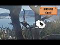 Shadow Delivers Coot Jackie FLIES From Lookout Snag To EAT