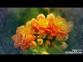 Flowers Video Status Dil Ibadat Music Song Status
