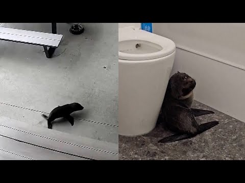 Seal Pup Shows Up To Happy Hour At Bar In New Zealand - YouTube