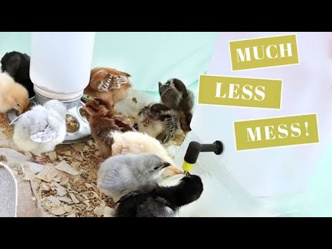The BEST Chick Setup We've Ever Tried | Raising Day Old Baby Chickens | Backyard Egg Laying Hens