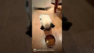 ロンドンで暮らす腹ペコパグのポテチ🐶
