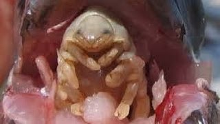BICHO EXTRATERRESTRE COMELENGUAS  PARÁSITO QUE SE COME LA LENGUA DE LOS PECES. Cymothoa exigua